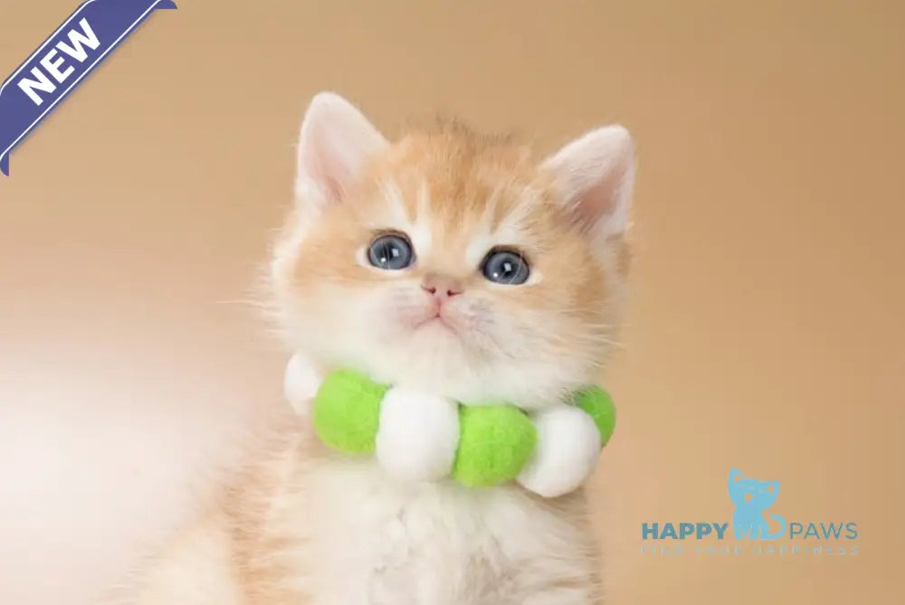 Binkley British Shorthair male black golden shaded live animals