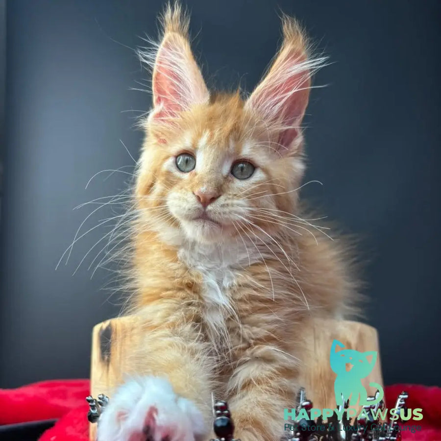 Biscuit Maine Coon male red spotted tabby bicolour - live animals