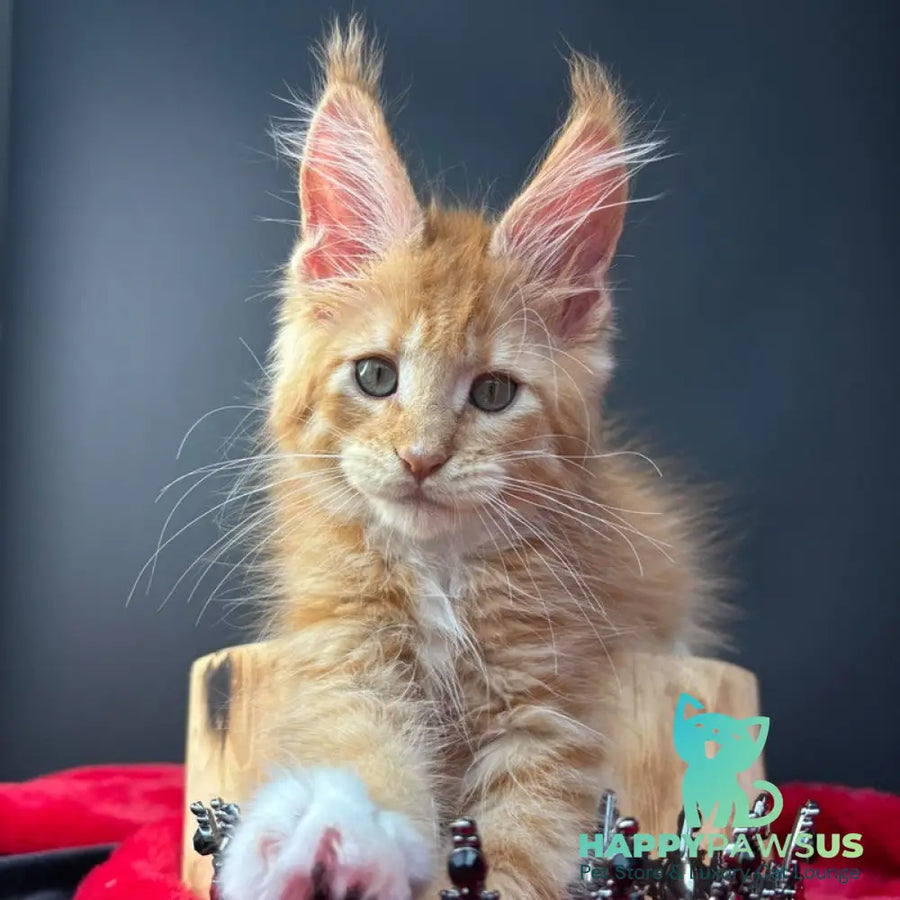 Biscuit Maine Coon male red spotted tabby bicolour - live animals