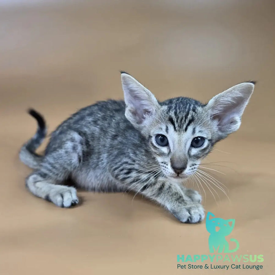 Biscuit Oriental Shorthair male black spotted tabby - live animals