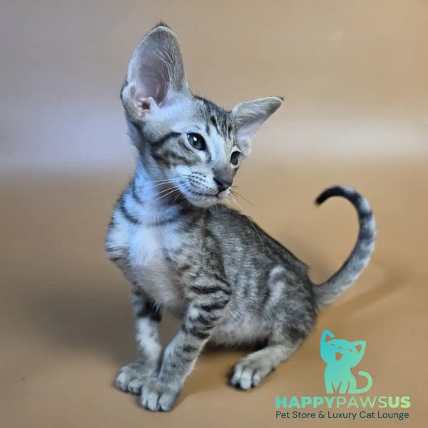 Biscuit Oriental Shorthair male black spotted tabby - live animals