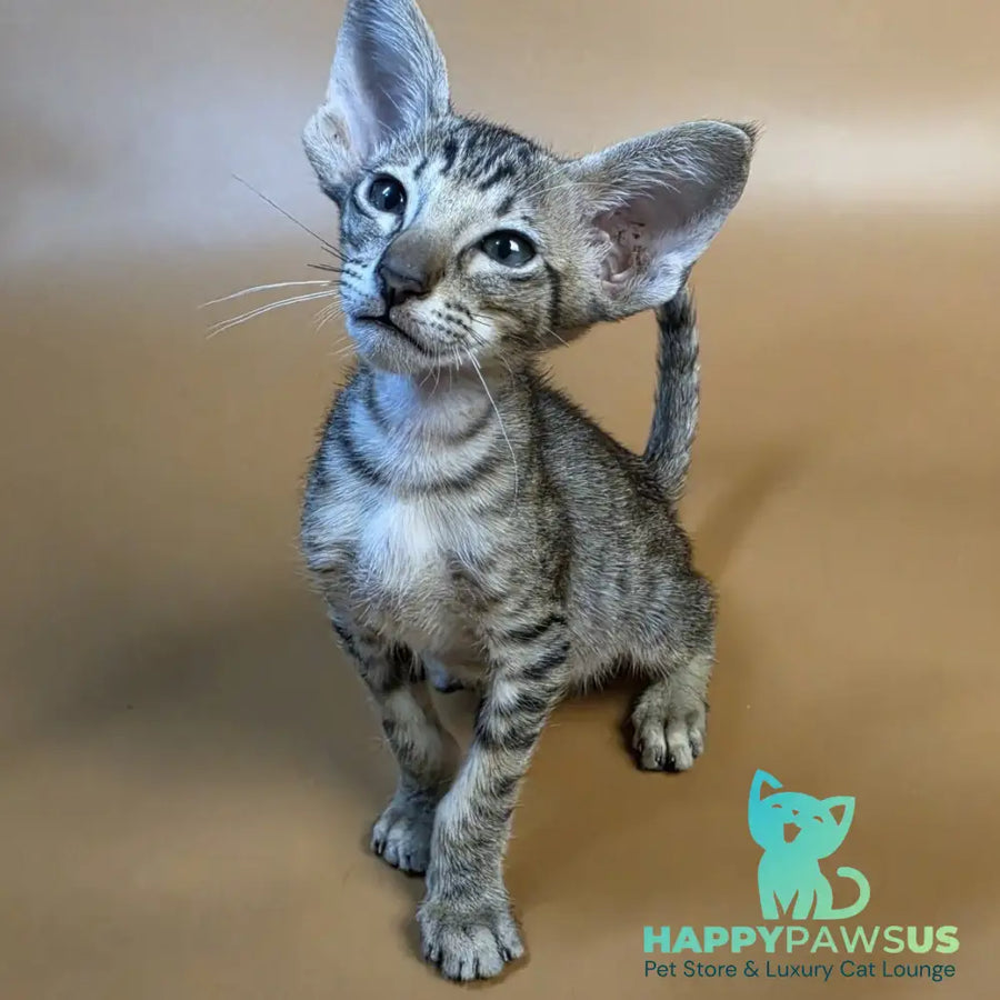 Biscuit Oriental Shorthair male black spotted tabby - live animals