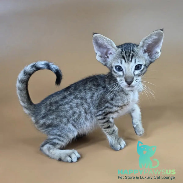 Biscuit Oriental Shorthair male black spotted tabby - live animals