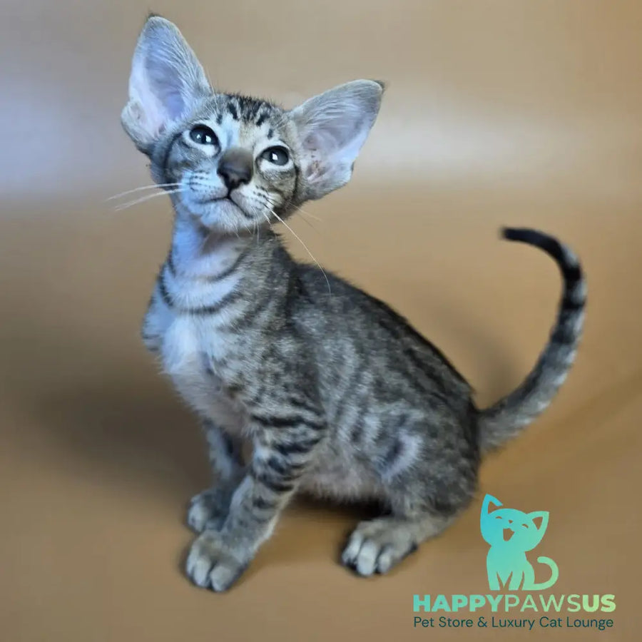 Biscuit Oriental Shorthair male black spotted tabby - live animals