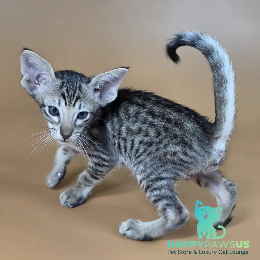 Biscuit Oriental Shorthair male black spotted tabby - live animals