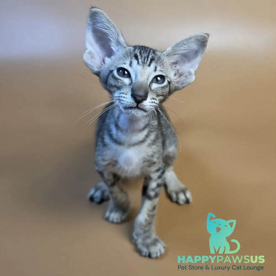 Biscuit Oriental Shorthair male black spotted tabby - live animals
