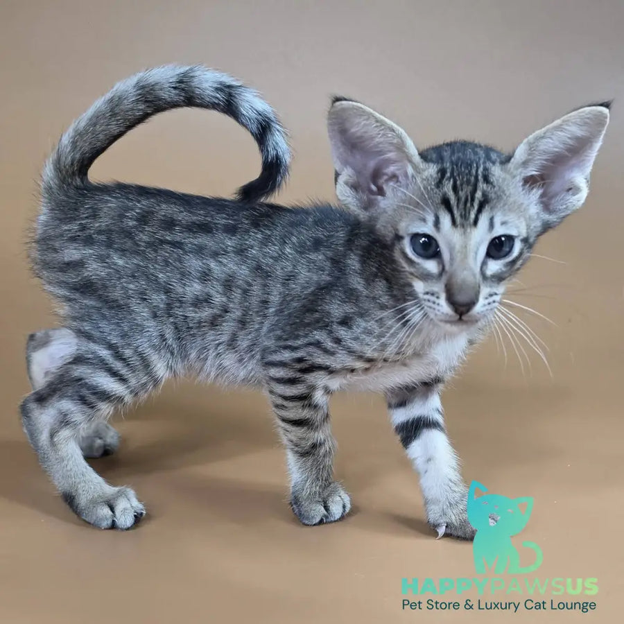 Biscuit Oriental Shorthair male black spotted tabby - live animals