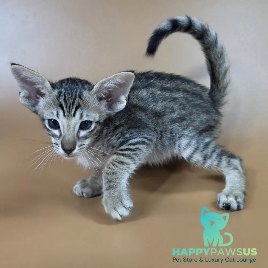 Biscuit Oriental Shorthair male black spotted tabby - live animals