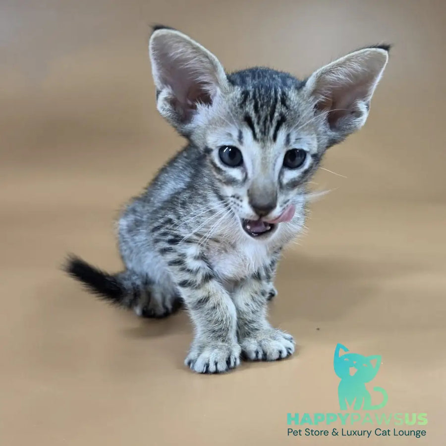 Biscuit Oriental Shorthair male black spotted tabby - live animals