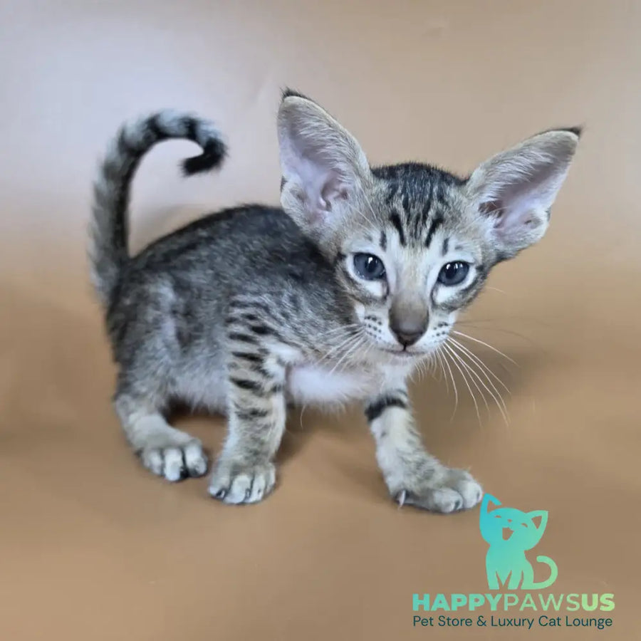 Biscuit Oriental Shorthair male black spotted tabby - live animals