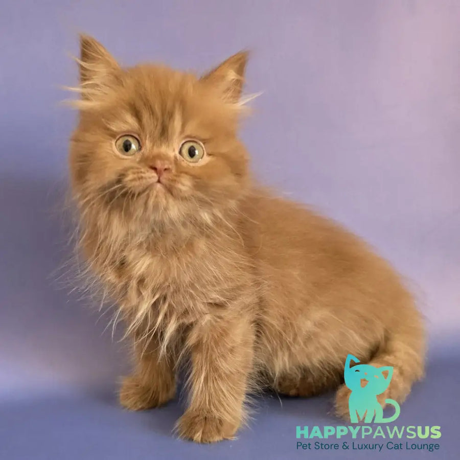 Biscuit Scottish Fold male cinnamon - live animals