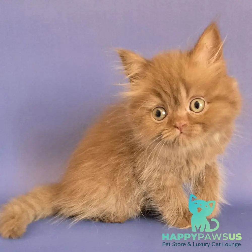 Biscuit Scottish Fold male cinnamon - live animals