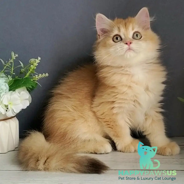 Biskvit British Longhair male chocolate golden chinchilla - live animals