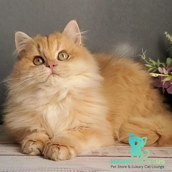 Biskvit British Longhair male chocolate golden chinchilla - live animals