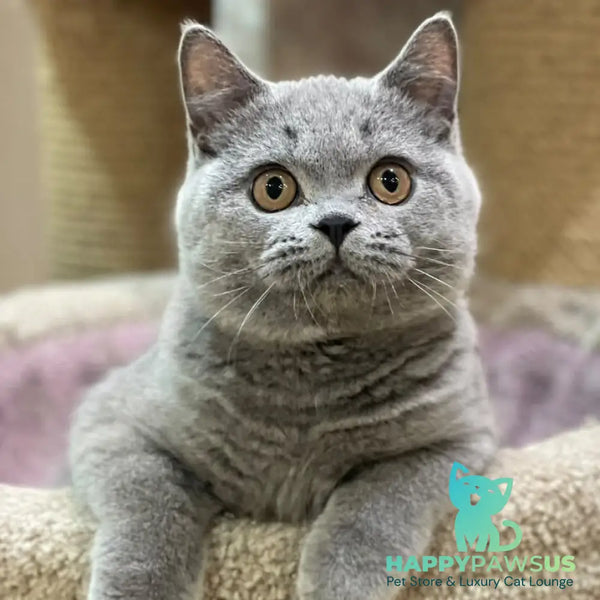 Bismark British Shorthair male blue - live animals
