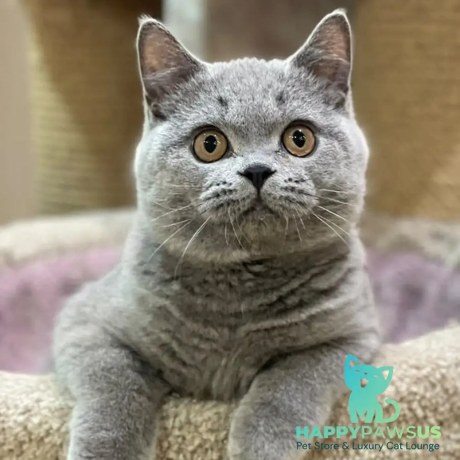 Bismark British Shorthair male blue - live animals