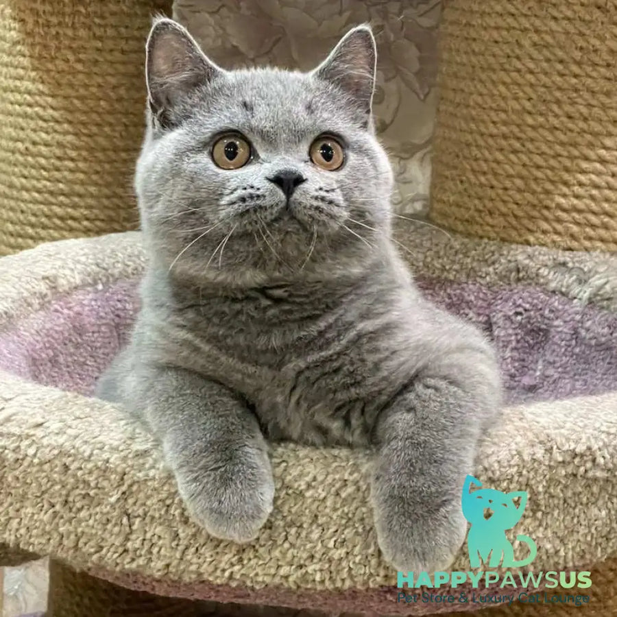 Bismark British Shorthair male blue - live animals