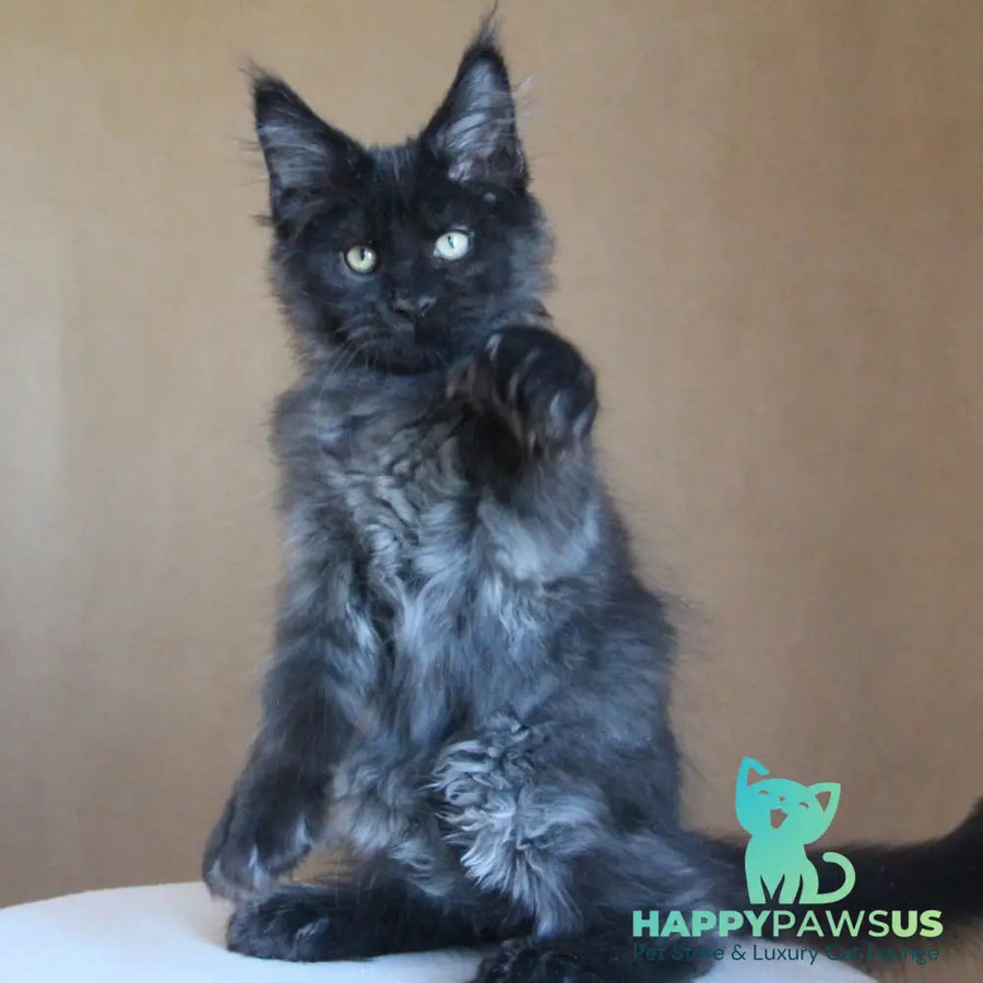 Bison Maine Coon polydactyl 6x6x6x6 male black silver - live animals