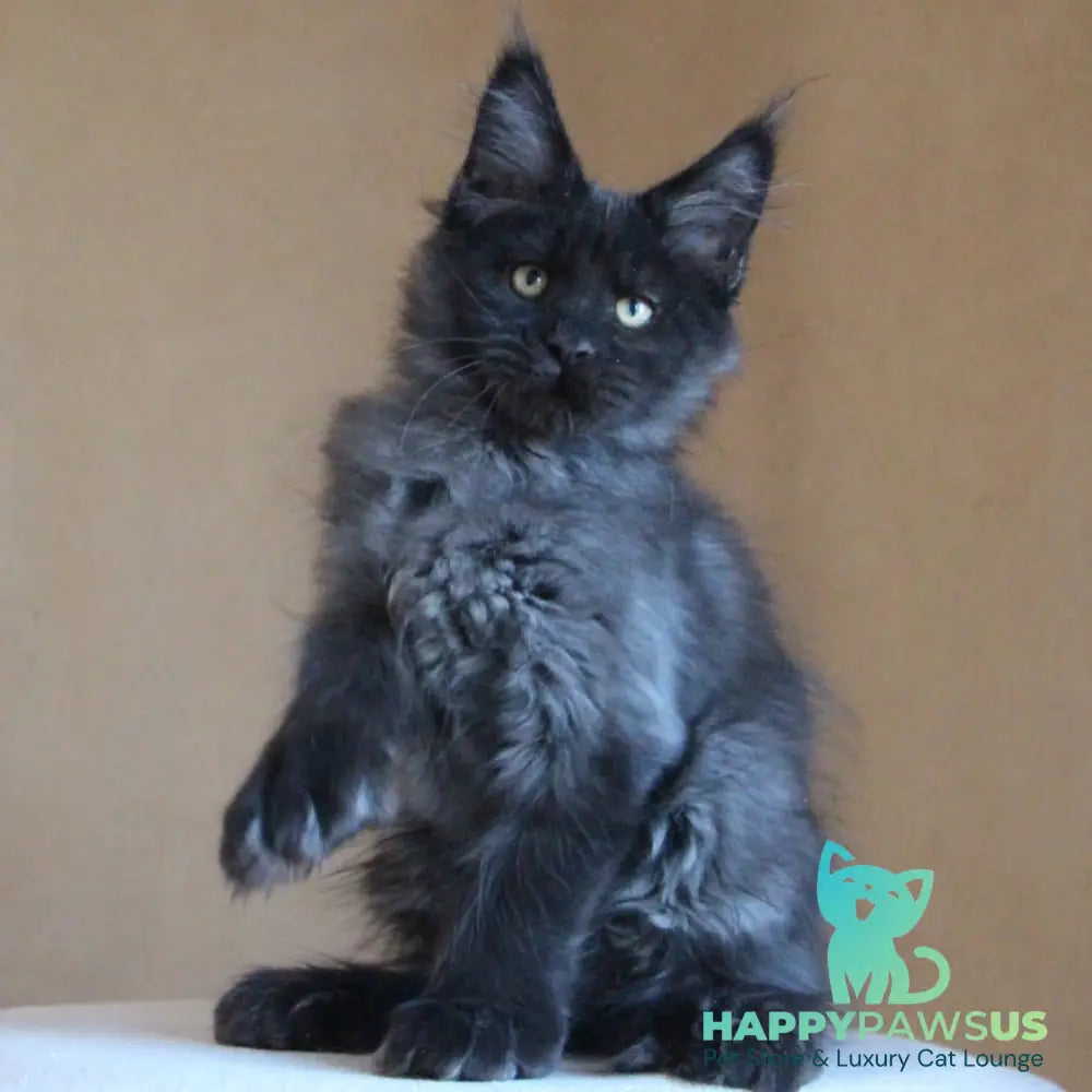 Bison Maine Coon polydactyl 6x6x6x6 male black silver - live animals