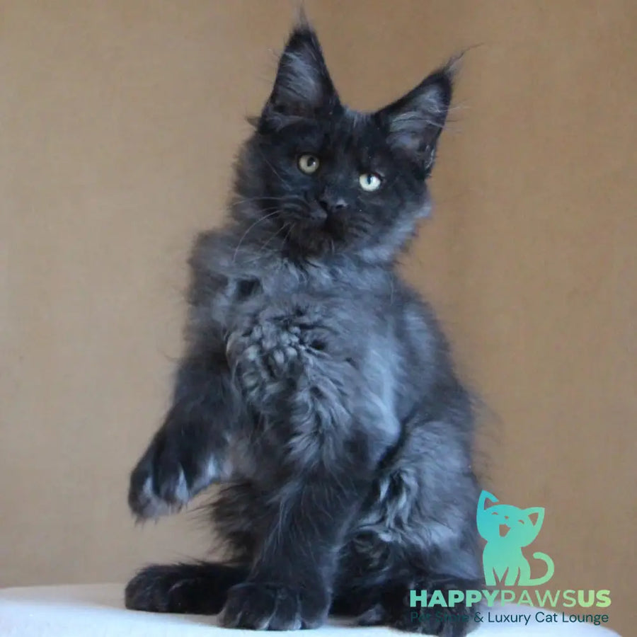 Bison Maine Coon polydactyl 6x6x6x6 male black silver - live animals