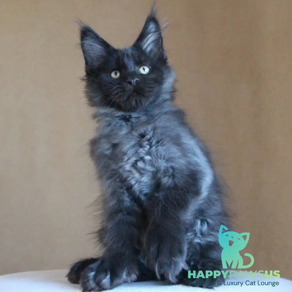 Bison Maine Coon polydactyl 6x6x6x6 male black silver - live animals