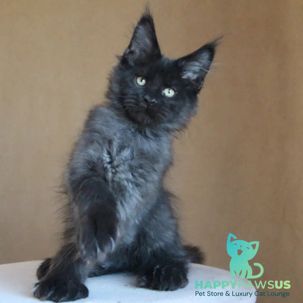 Bison Maine Coon polydactyl 6x6x6x6 male black silver - live animals