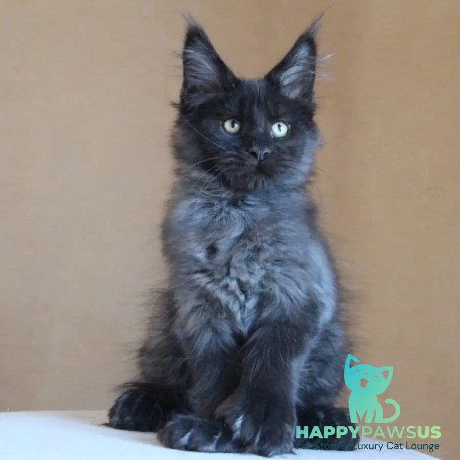 Bison Maine Coon polydactyl 6x6x6x6 male black silver - live animals