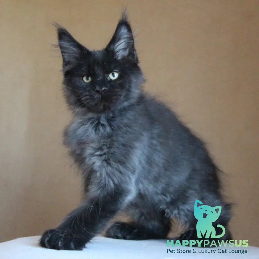 Bison Maine Coon polydactyl 6x6x6x6 male black silver - live animals