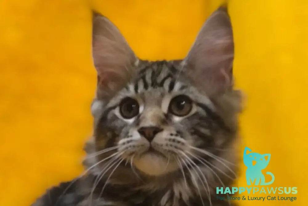 Bitkoin Maine Coon male black tabby live animals