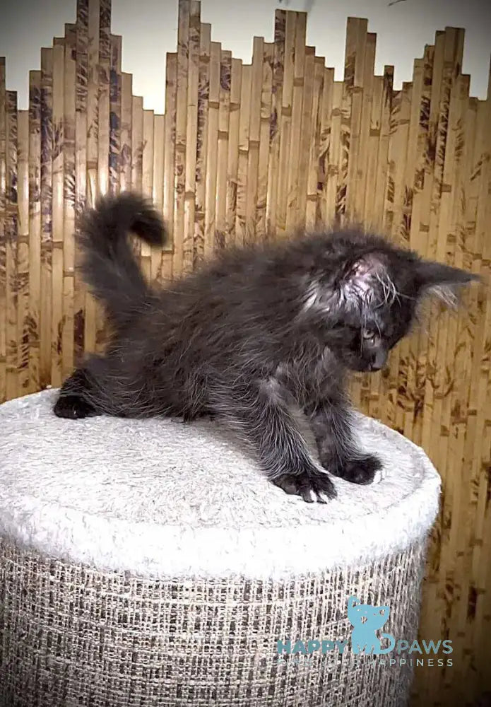 Bizon Maine Coon male black silver with white live animals