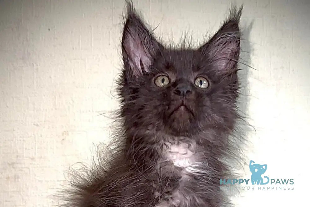 Bizon Maine Coon male black silver with white live animals