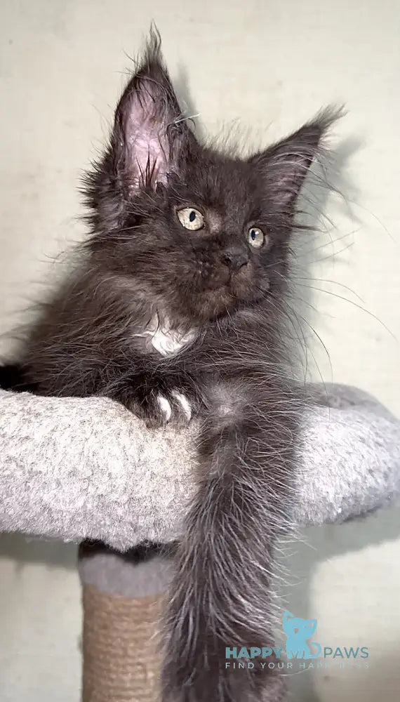 Bizon Maine Coon male black silver with white live animals