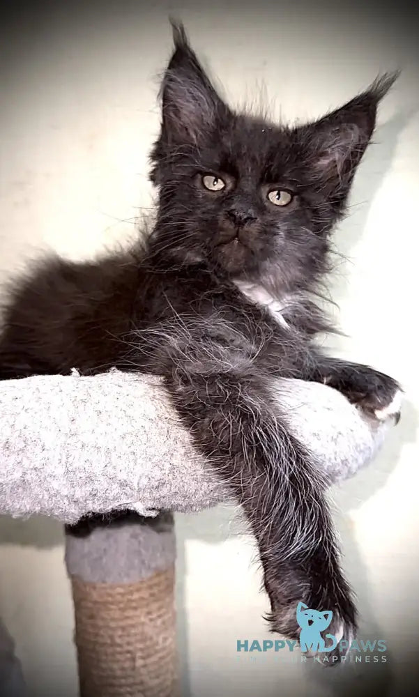 Bizon Maine Coon male black silver with white live animals