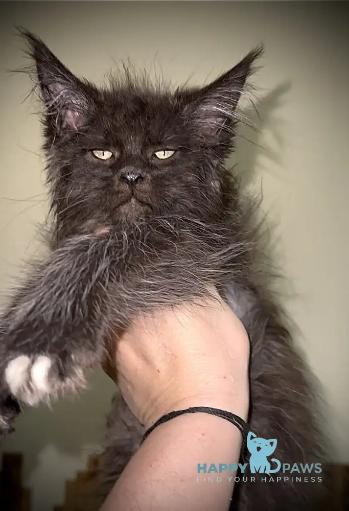 Bizon Maine Coon male black silver with white live animals