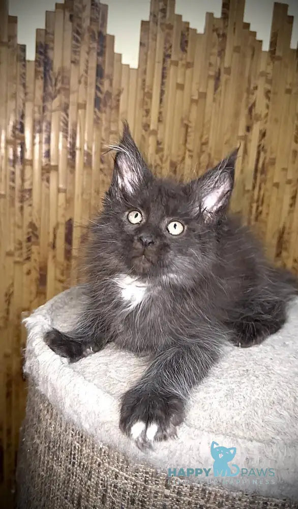 Bizon Maine Coon male black silver with white live animals
