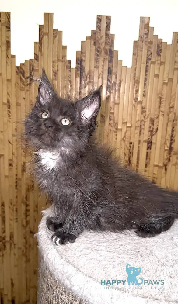 Bizon Maine Coon male black silver with white live animals