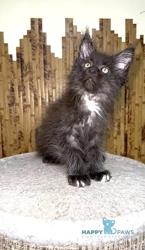 Bizon Maine Coon male black silver with white live animals