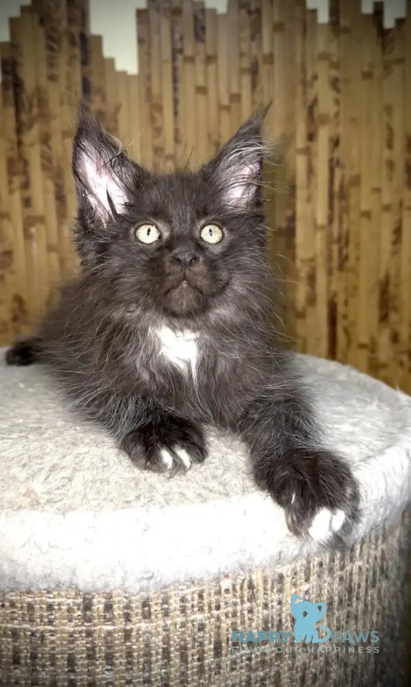 Bizon Maine Coon male black silver with white live animals