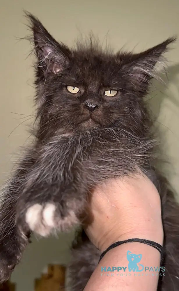 Bizon Maine Coon male black silver with white live animals