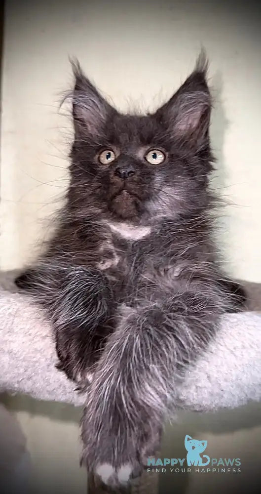 Bizon Maine Coon male black silver with white live animals