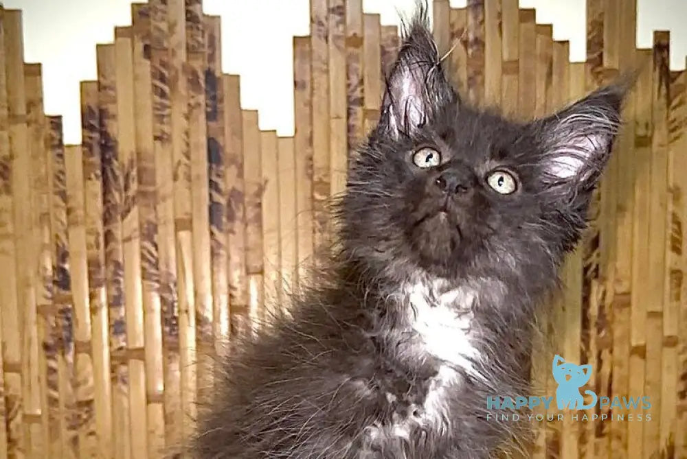 Bizon Maine Coon male black silver with white live animals
