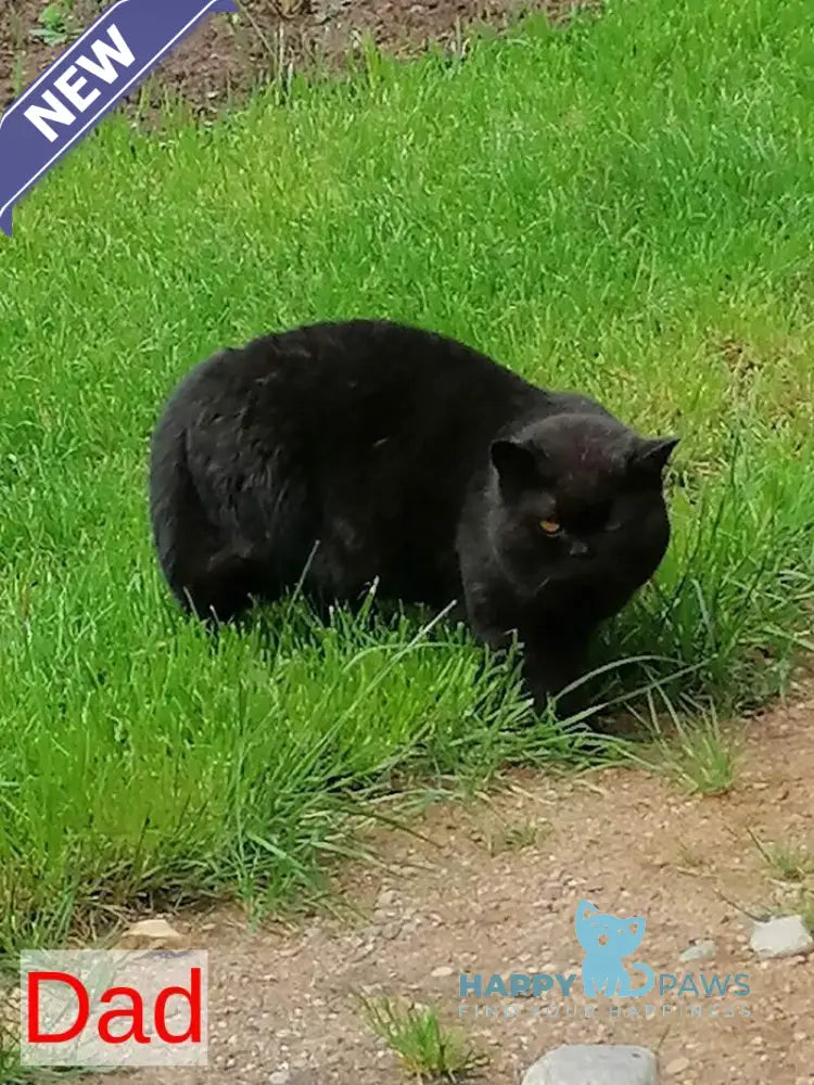 Black British Shorthair male black live animals