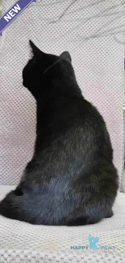 Black British Shorthair male black live animals