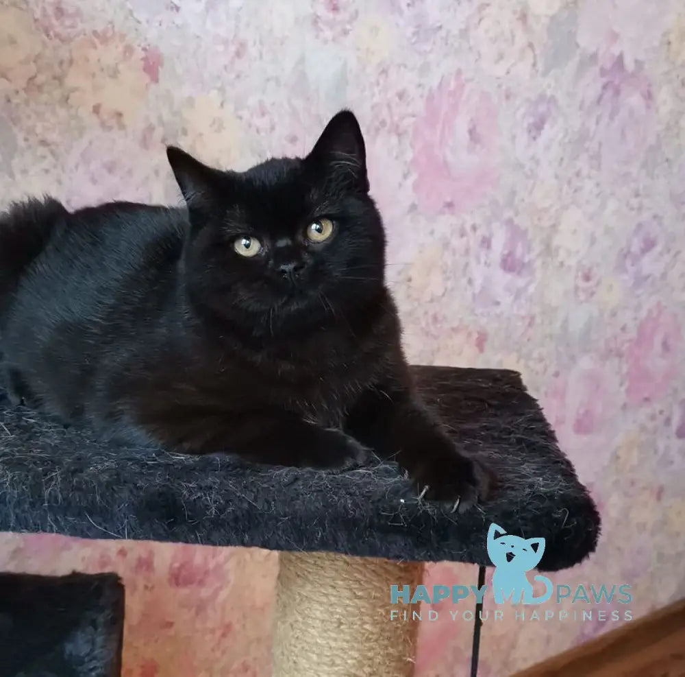 Black British Shorthair male black live animals