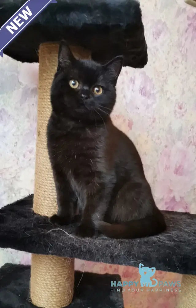 Black British Shorthair male black live animals
