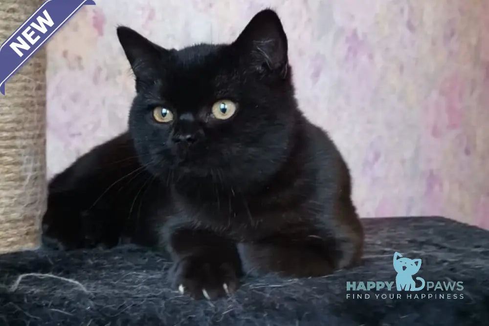 Black British Shorthair male black live animals