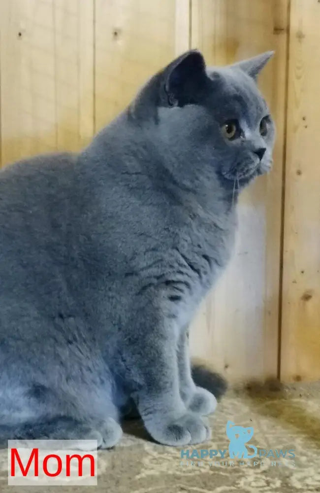 Black British Shorthair male black live animals