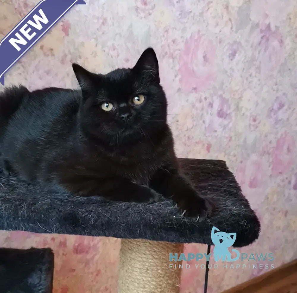 Black British Shorthair male black live animals
