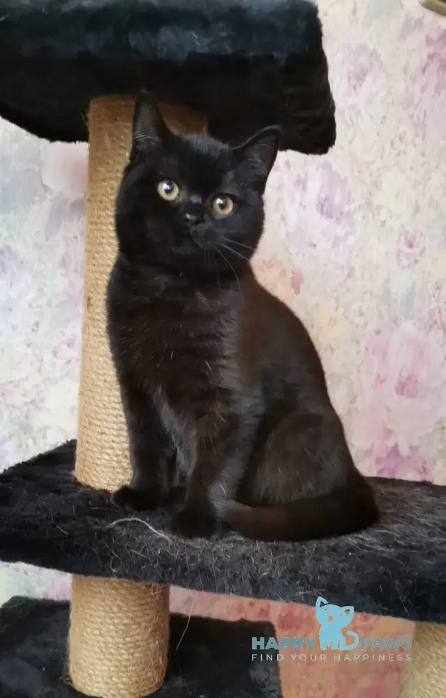 Black British Shorthair male black live animals