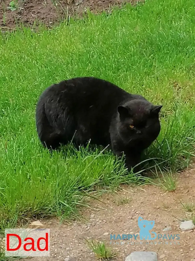 Black British Shorthair male black live animals